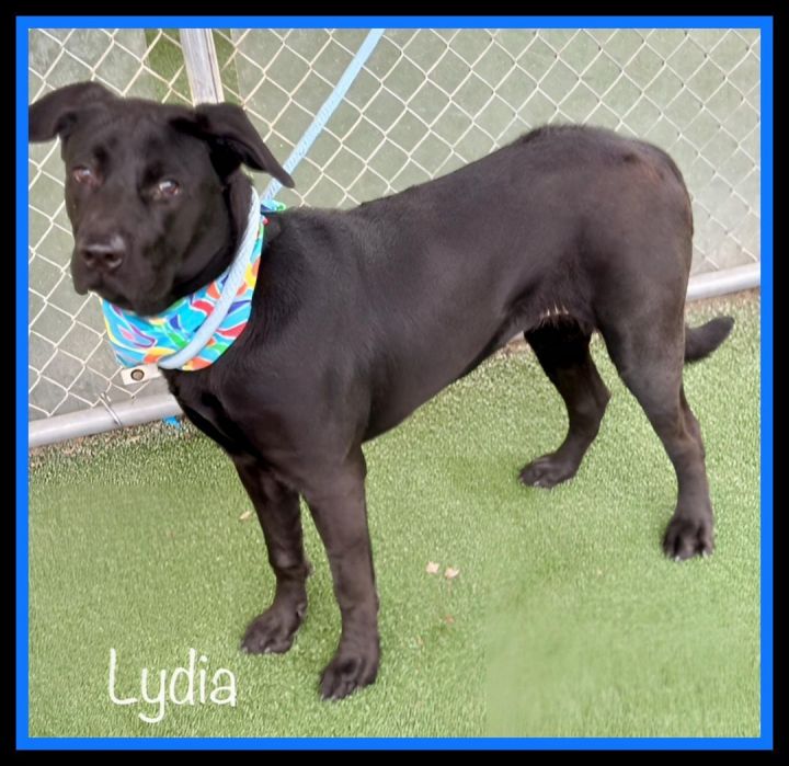 LYDIA - see video, an adoptable Black Labrador Retriever Mix in Marietta, GA_image-5