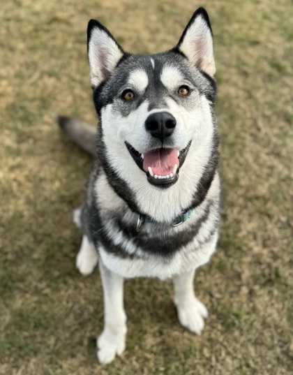 Arora, an adoptable Husky, Mixed Breed in Wenatchee, WA, 98807 | Photo Image 1