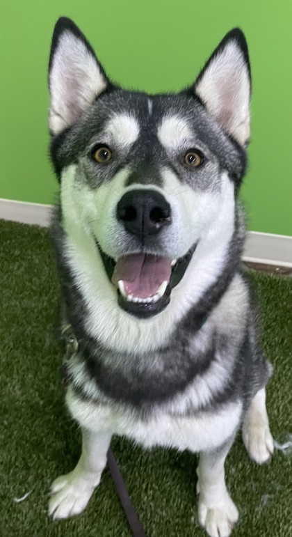 Arora, an adoptable Husky, Mixed Breed in Wenatchee, WA, 98807 | Photo Image 2