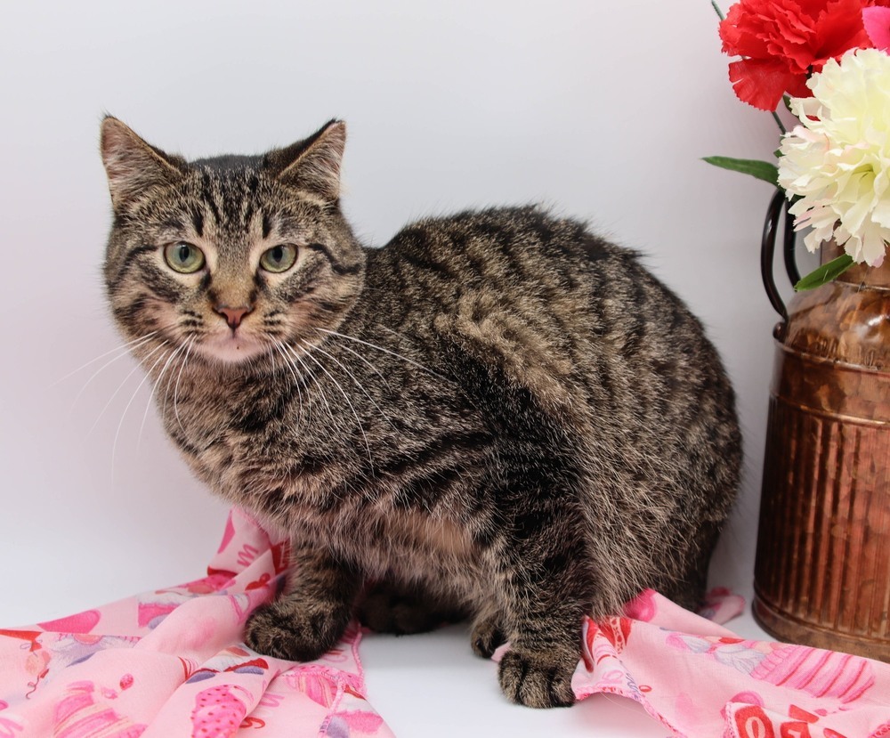 Nougat, an adoptable Domestic Short Hair in Muskegon, MI, 49444 | Photo Image 1