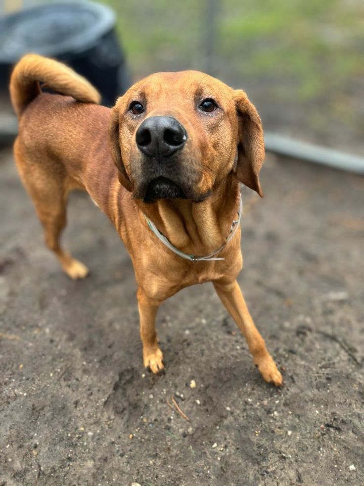 Redbone coonhound best sale black lab mix