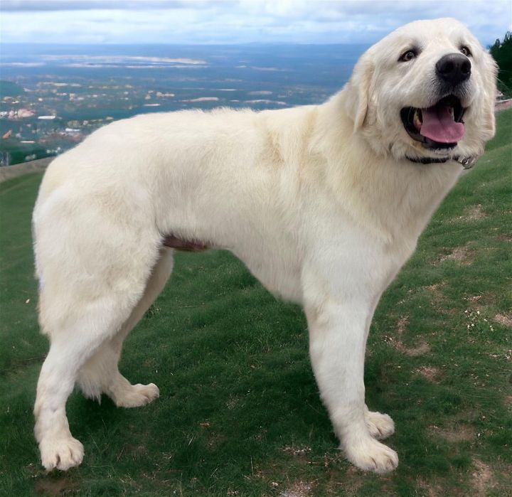 Great pyrenees hot sale seizures