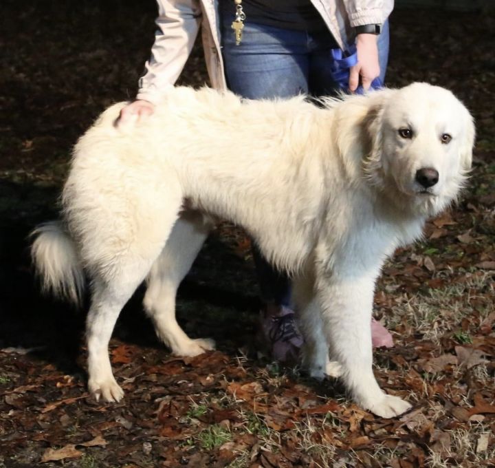 Great best sale pyrenees seizures