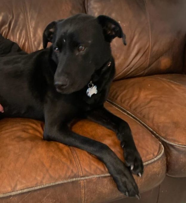 Dudley, an adopted Labrador Retriever Mix in Traverse City, MI_image-1