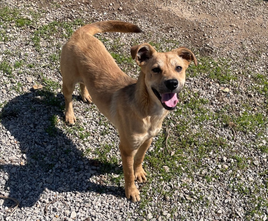 Jemma, an adoptable Mixed Breed in Batesville, AR, 72501 | Photo Image 1