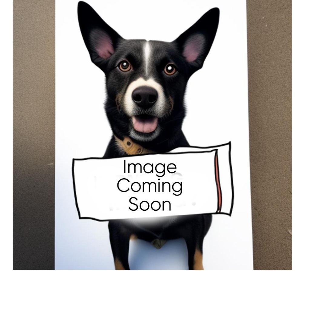 Jemma, an adoptable Mixed Breed in Batesville, AR, 72501 | Photo Image 2