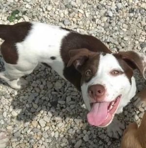 Aurora, Baby Female Pit Bull Terrier