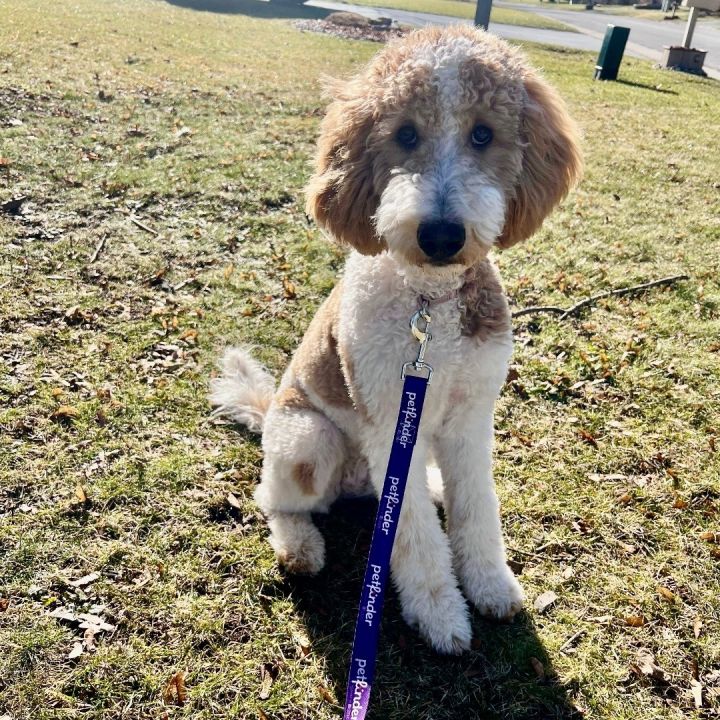 Gigi, an adopted Goldendoodle Mix in Rochester, NY_image-4