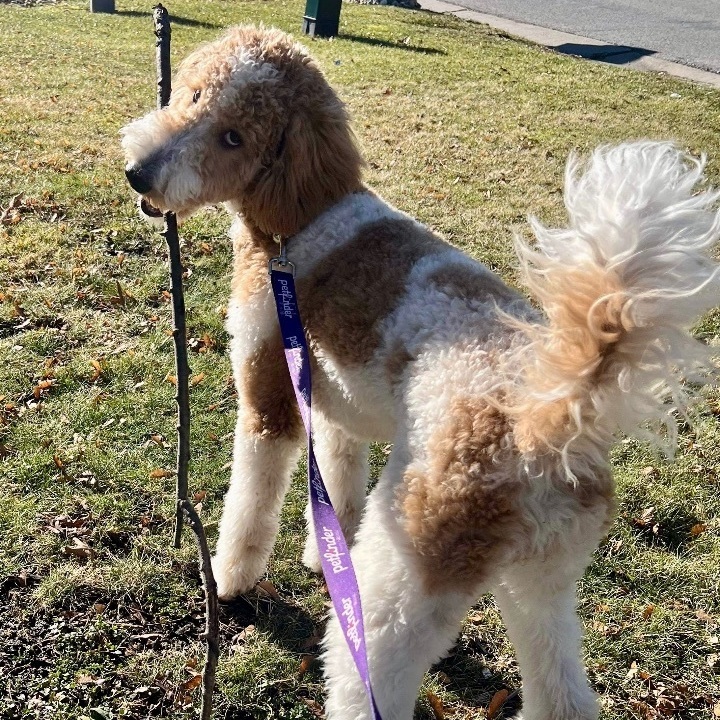 Gigi, an adopted Goldendoodle Mix in Rochester, NY_image-6