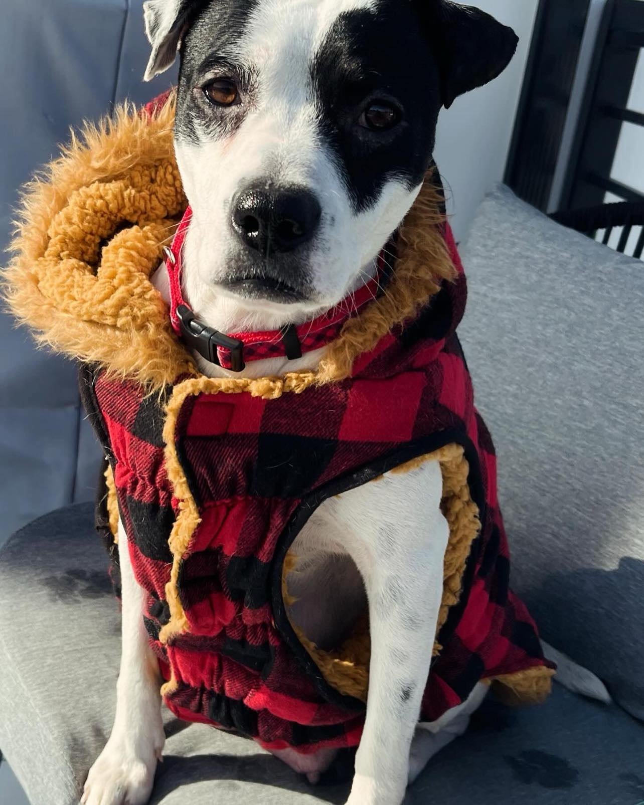 Betty Boop, an adoptable Pit Bull Terrier, Australian Cattle Dog / Blue Heeler in Midway, UT, 84049 | Photo Image 6