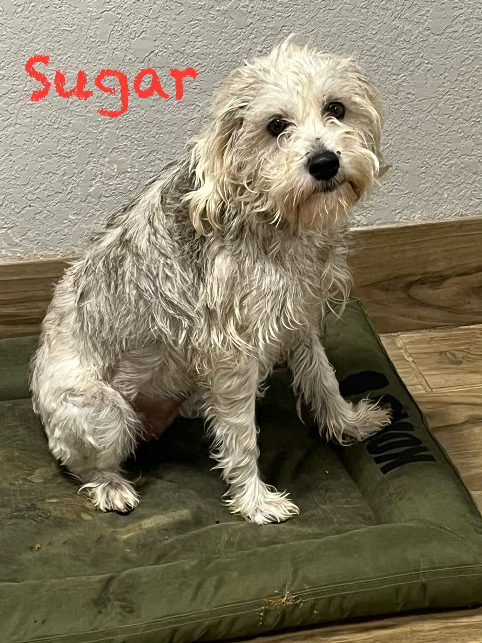 Sugar, an adoptable Schnauzer in Pipe Creek, TX, 78063 | Photo Image 1