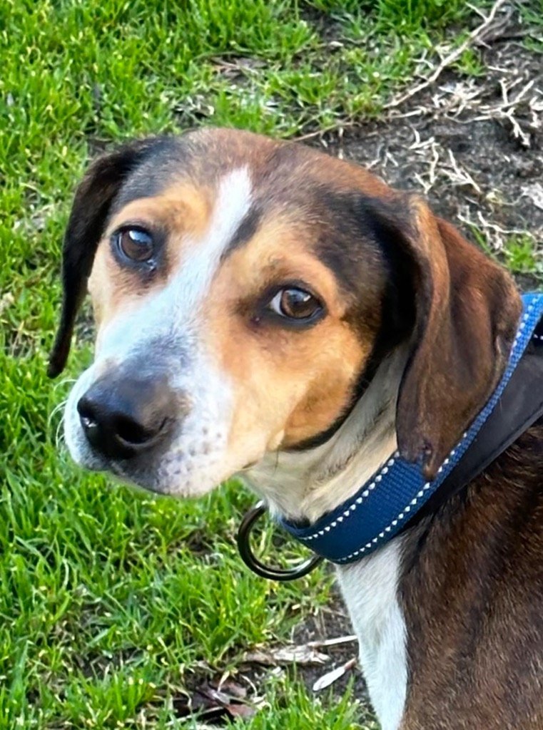 Dog for adoption - Lilly 24-48, a Beagle in Tarboro, NC | Petfinder