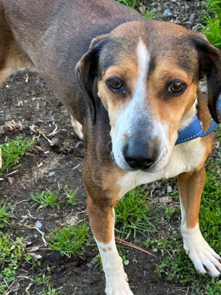 Dog for adoption - Lilly 24-48, a Beagle in Tarboro, NC | Petfinder