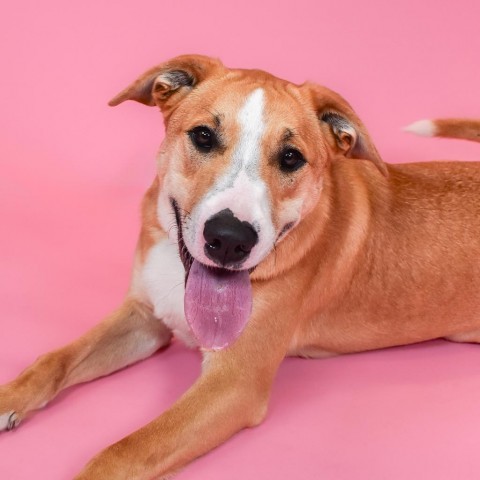 Chewy, an adoptable Mixed Breed in West Palm Beach, FL_image-1