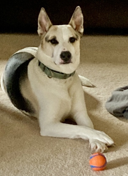 Maddi, an adoptable Mixed Breed in De Soto, IA, 50069 | Photo Image 1