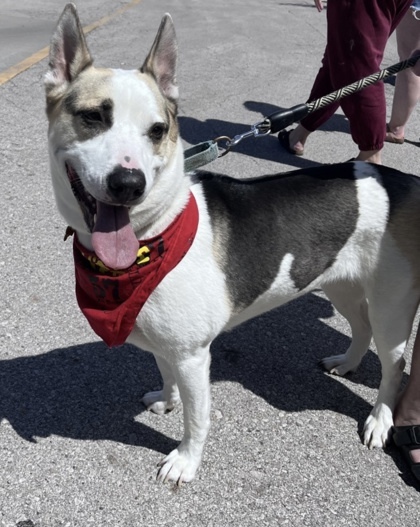Maddi, an adoptable Mixed Breed in De Soto, IA, 50069 | Photo Image 2
