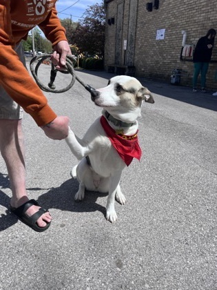 Maddi, an adoptable Mixed Breed in De Soto, IA, 50069 | Photo Image 3