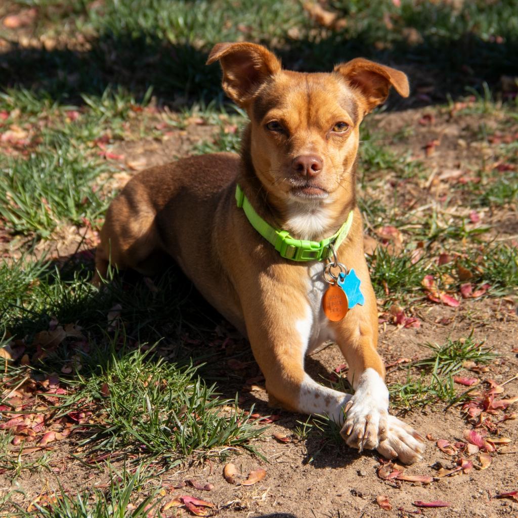 Zac, an adoptable Chihuahua, Mixed Breed in Wichita, KS, 67208 | Photo Image 1