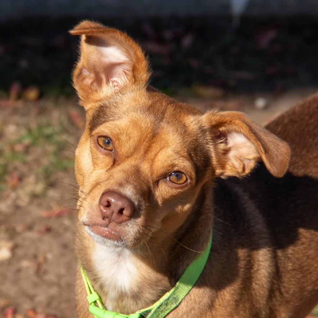 Zac, an adoptable Chihuahua, Mixed Breed in Wichita, KS, 67208 | Photo Image 2