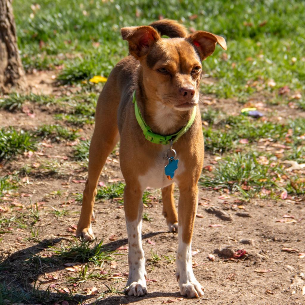 Zac, an adoptable Chihuahua, Mixed Breed in Wichita, KS, 67208 | Photo Image 3