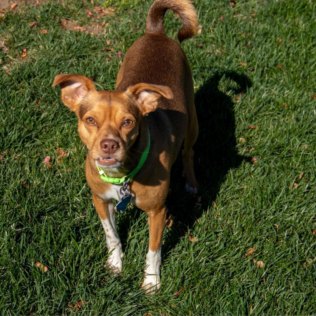 Zac, an adoptable Chihuahua, Mixed Breed in Wichita, KS, 67208 | Photo Image 4