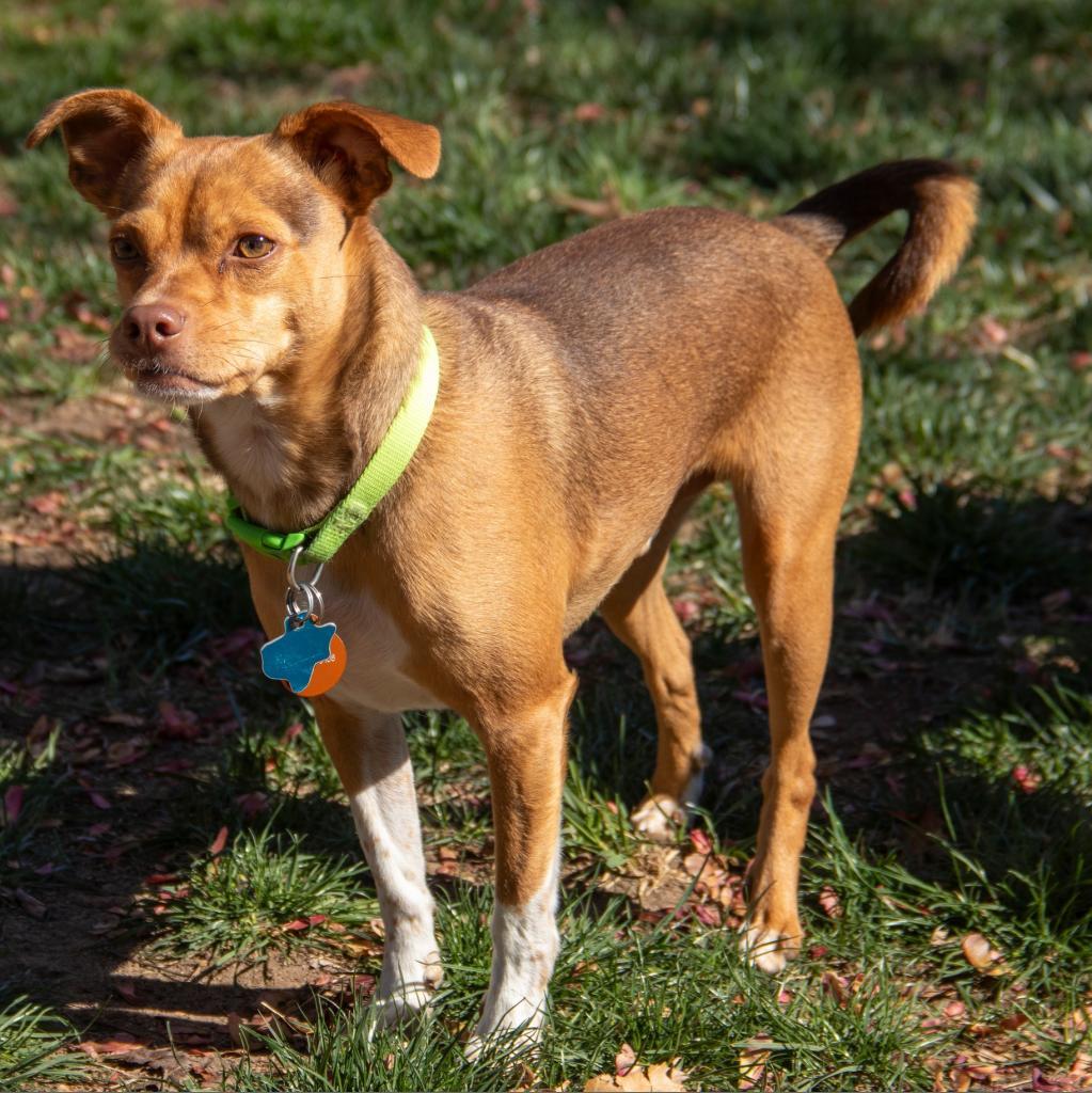 Zac, an adoptable Chihuahua, Mixed Breed in Wichita, KS, 67208 | Photo Image 5