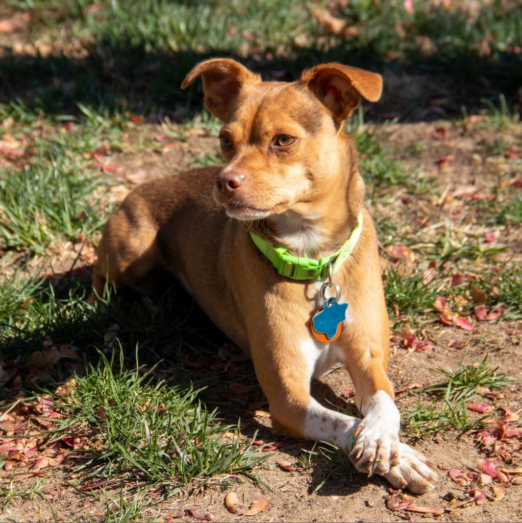 Zac, an adoptable Chihuahua, Mixed Breed in Wichita, KS, 67208 | Photo Image 6