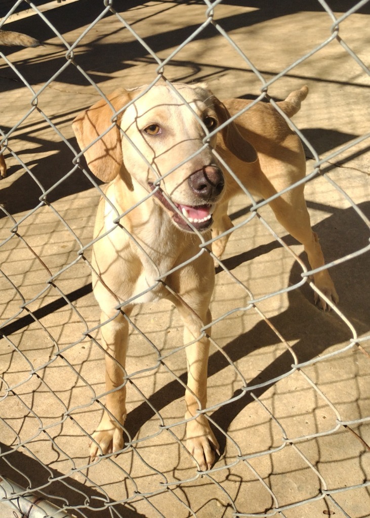 Caroll, an adoptable Terrier in Ruston, LA, 71270 | Photo Image 1