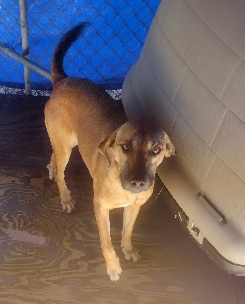 Daroll, an adoptable Terrier in Ruston, LA, 71270 | Photo Image 1