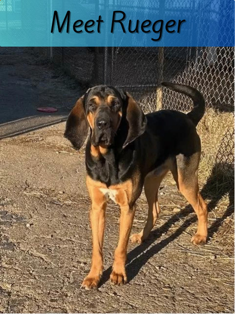 Petfinder bloodhound best sale