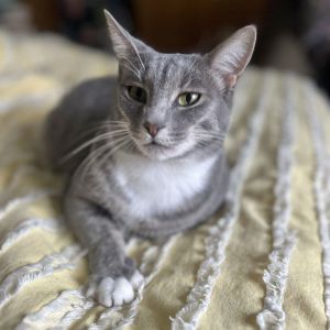 Stella