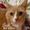 Oliver (formerly Garfield) photo 1