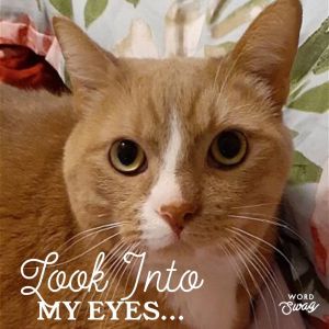 Oliver (formerly Garfield)