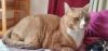 Oliver (formerly Garfield) photo 2
