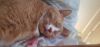 Oliver (formerly Garfield) photo 3