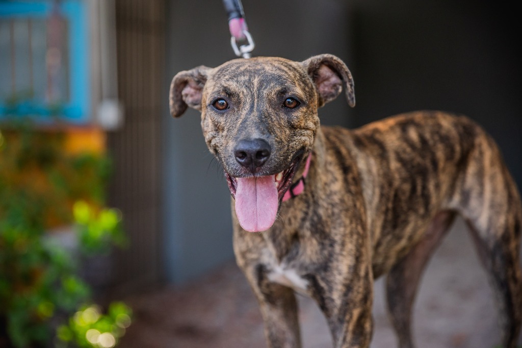 Felix, an adoptable Cattle Dog, Plott Hound in Anacortes, WA, 98221 | Photo Image 1