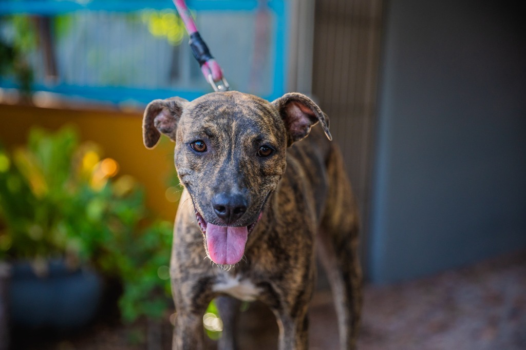 Felix, an adoptable Cattle Dog, Plott Hound in Anacortes, WA, 98221 | Photo Image 2