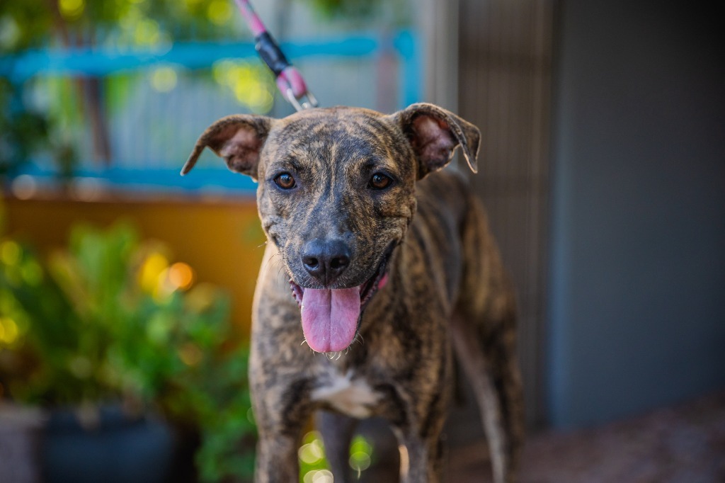 Felix, an adoptable Cattle Dog, Plott Hound in Anacortes, WA, 98221 | Photo Image 3
