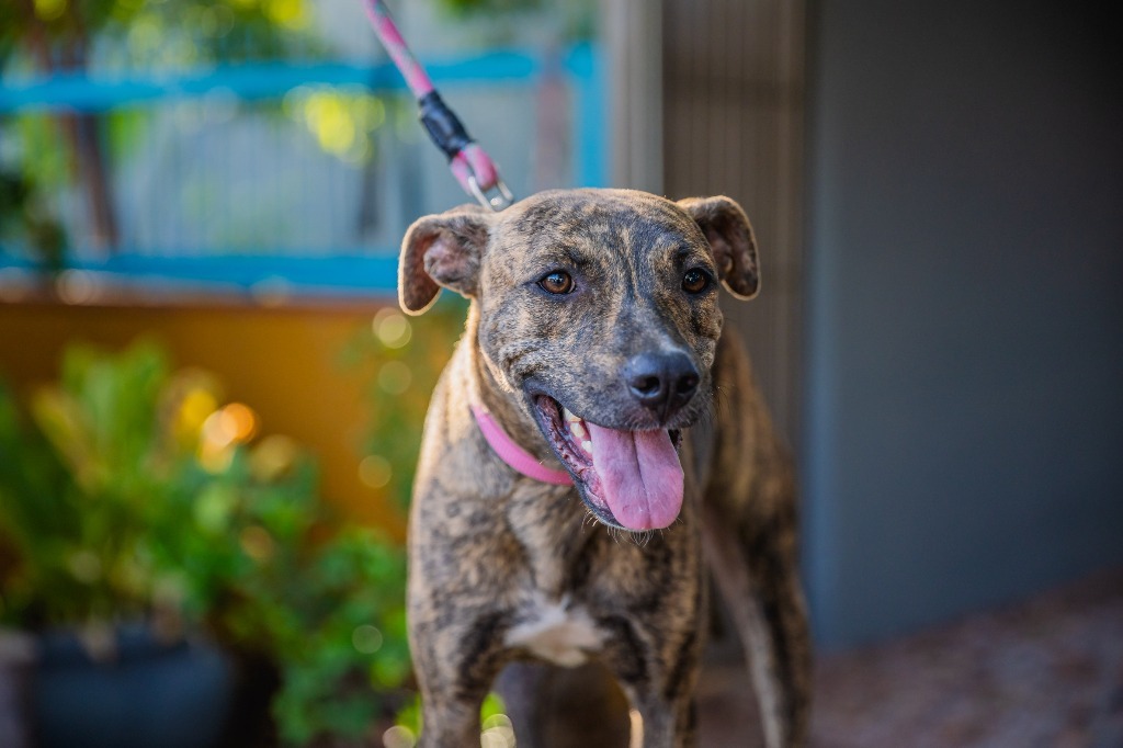 Felix, an adoptable Cattle Dog, Plott Hound in Anacortes, WA, 98221 | Photo Image 4