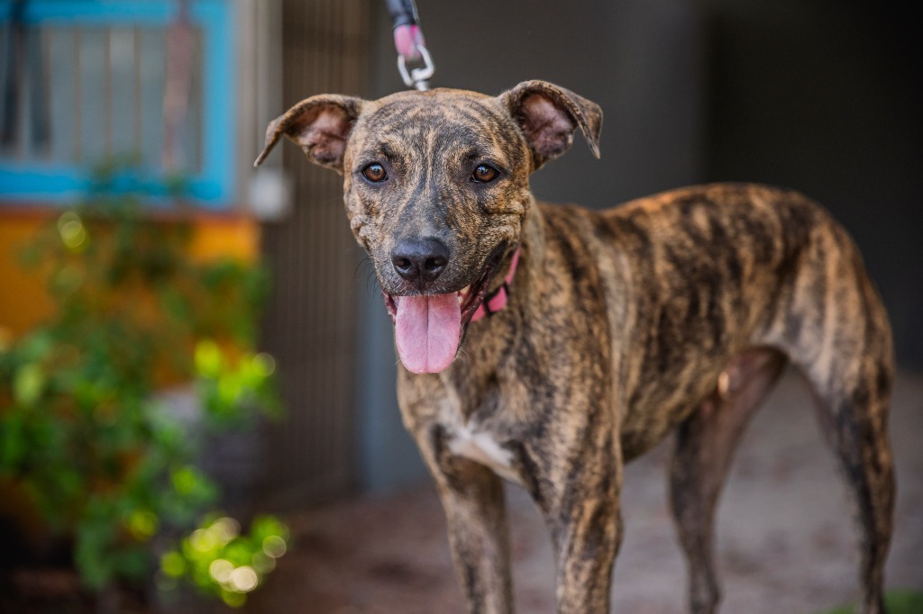 Felix, an adoptable Cattle Dog, Plott Hound in Anacortes, WA, 98221 | Photo Image 5