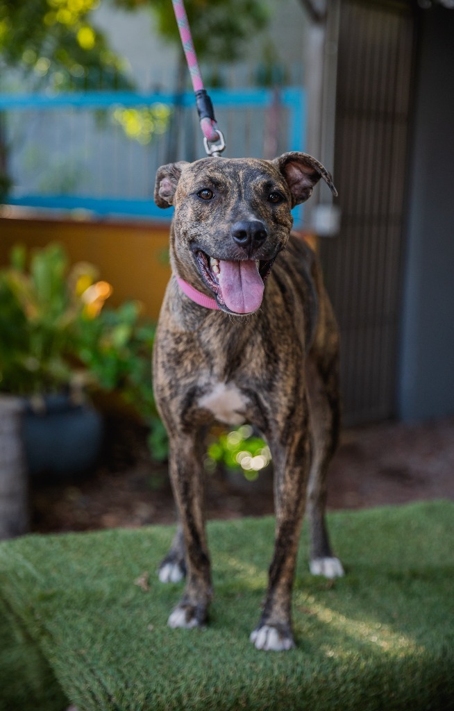 Felix, an adoptable Cattle Dog, Plott Hound in Anacortes, WA, 98221 | Photo Image 6
