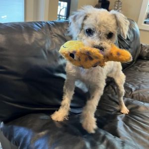 Meet Snowflake the 2-year-old 13-pound bundle of joy that is a miniature poodle Ever the optimist