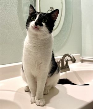 Young Adult Female 2yoRosie is an adorable 2yo tuxedo kitty and shes fully