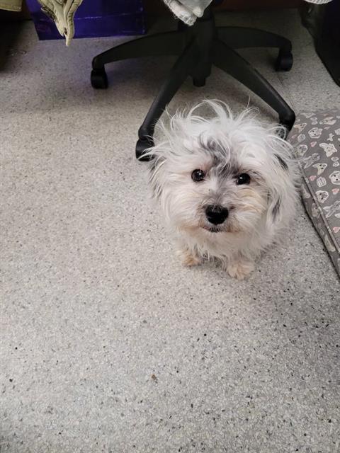 Petfinder maltese clearance