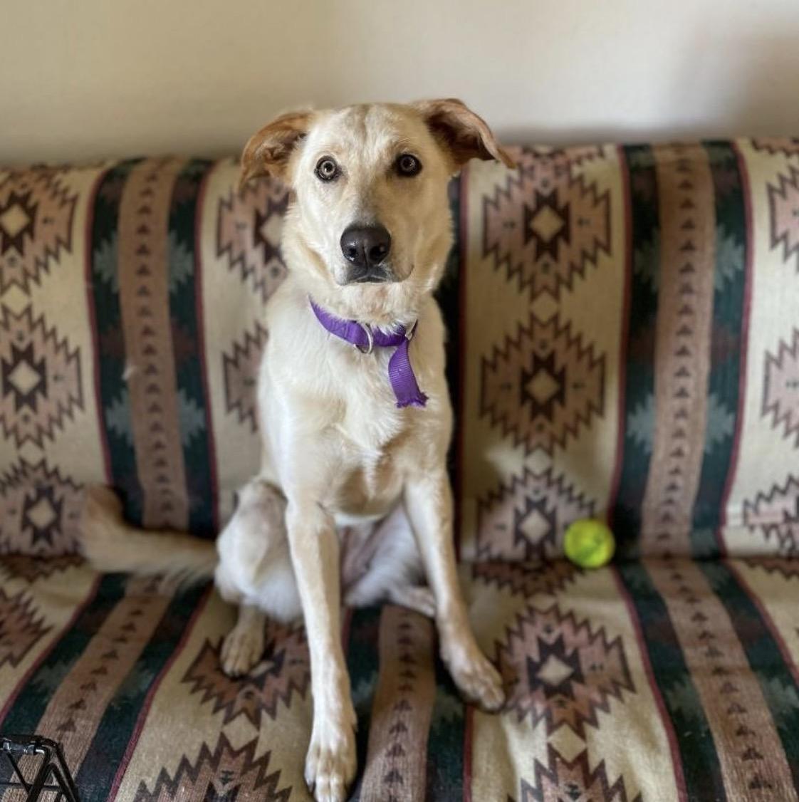 Maisey, an adoptable Mixed Breed, Yellow Labrador Retriever in Grand Junction, CO, 81503 | Photo Image 1