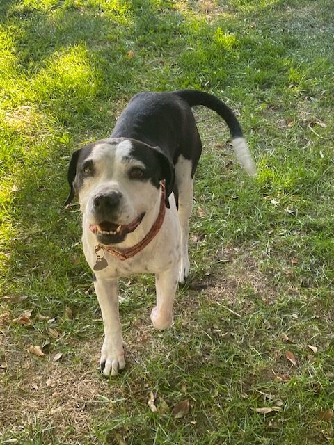 Sadie, an adoptable Mixed Breed, Pit Bull Terrier in Grand Junction, CO, 81503 | Photo Image 1