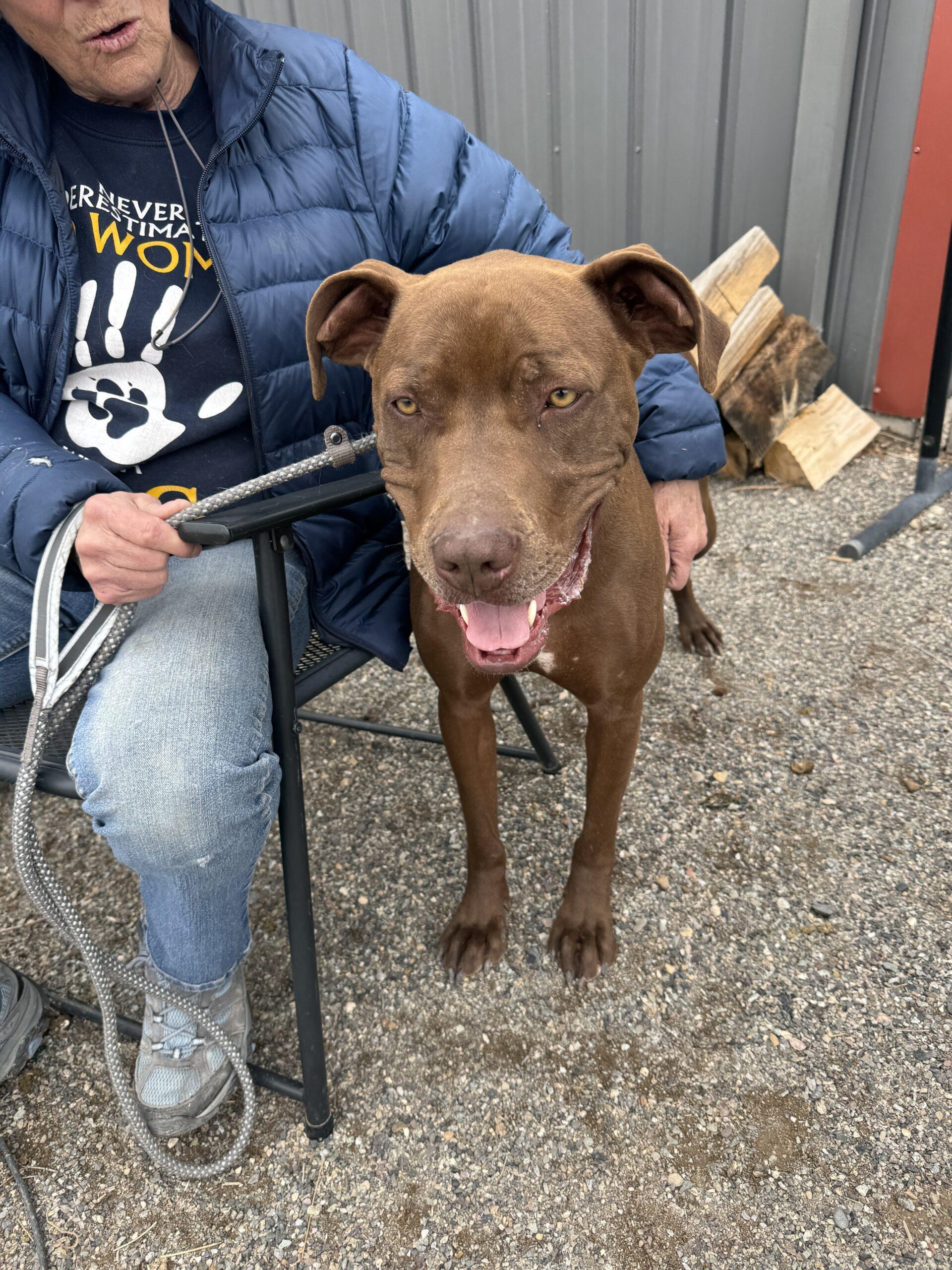 Rueben, an adoptable Pit Bull Terrier in Grand Junction, CO, 81503 | Photo Image 1