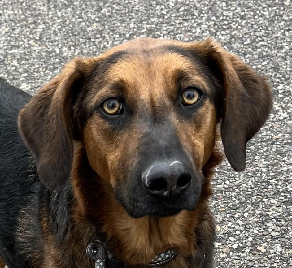 Ruby #1, an adoptable Bloodhound, Shepherd in Grand Junction, CO, 81503 | Photo Image 1