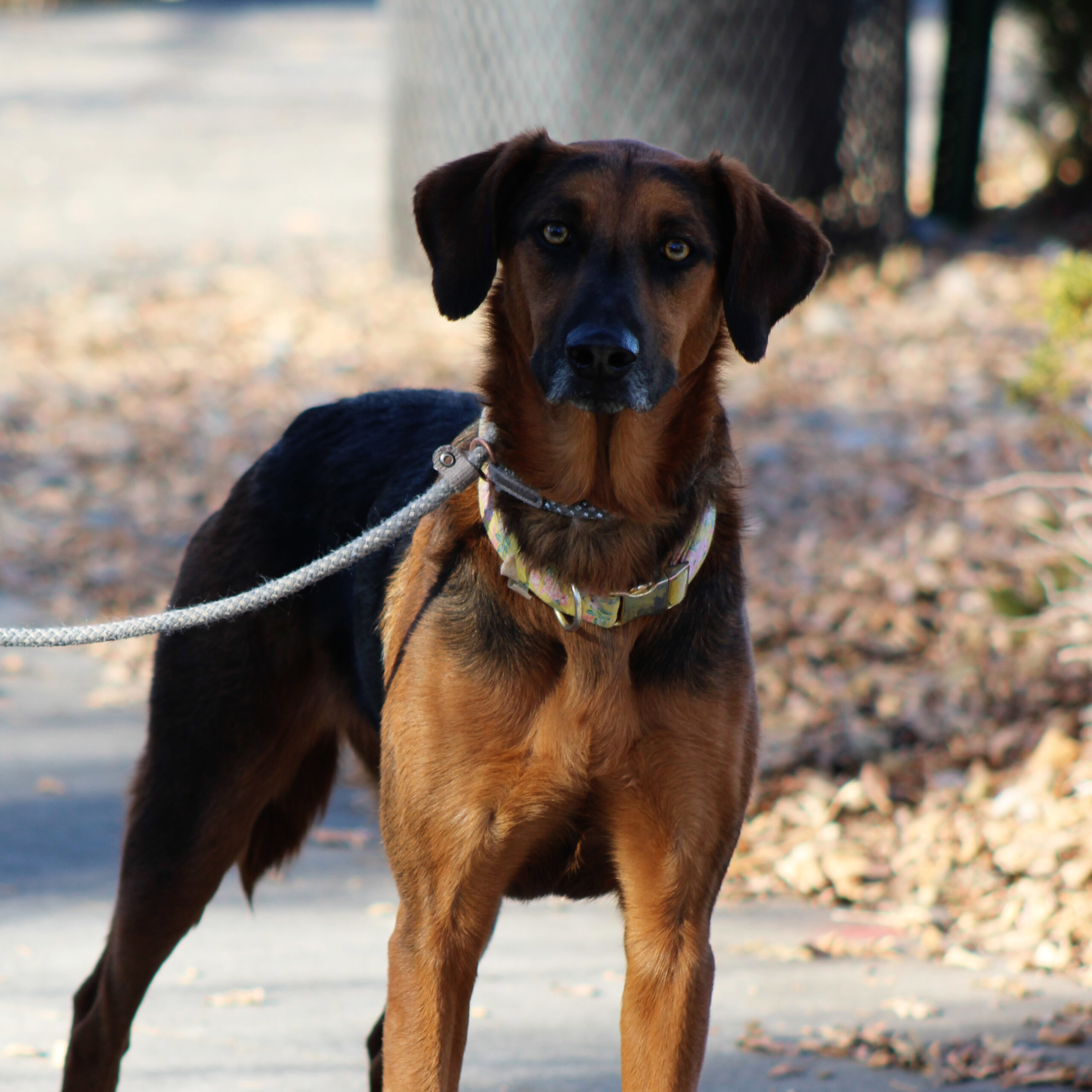 Ruby #1, an adoptable Bloodhound, Shepherd in Grand Junction, CO, 81503 | Photo Image 1