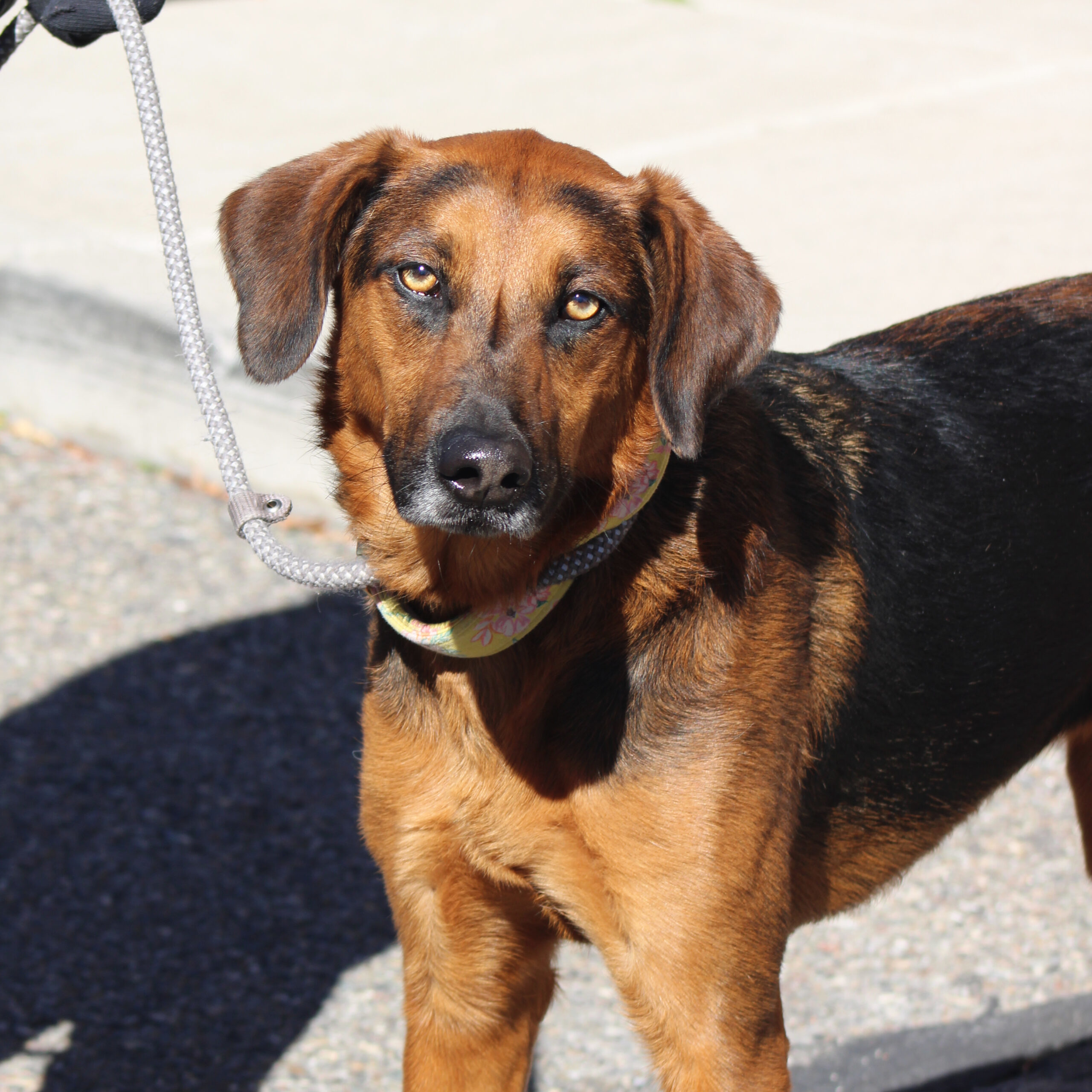 Ruby #1, an adoptable Bloodhound, Shepherd in Grand Junction, CO, 81503 | Photo Image 1